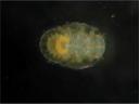 psyllid