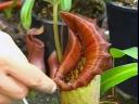 Pitcher Plant