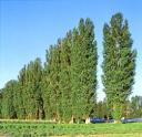 Photo credit: http://courses.washington.edu/z490/gmo/poplar.jpg