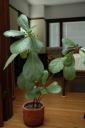 Fiddle-leaf fig photo credit: wikipedia