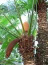 250px-cycas_circinalis.jpg