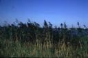 Common Reed (courtesy:<a href='http://www.greenseedling.com/2007/10/16/plant-news-stories-oct-15-2007/'>...</a><br><br><a href='http://www.greenseedling.com/2007/10/16/plant-news-stories-oct-15-2007/'></a></p><div class=