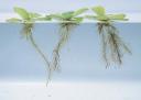 Photo<a href='http://www.greenseedling.com/2007/11/13/plant-news-stories-nov-13-2007/'>...</a><br><br><a href='http://www.greenseedling.com/2007/11/13/plant-news-stories-nov-13-2007/'></a></p><div class=